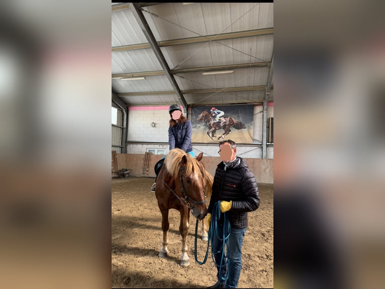 Zuidduits Koudbloed Ruin 4 Jaar 164 cm Donkere-vos in Flieden