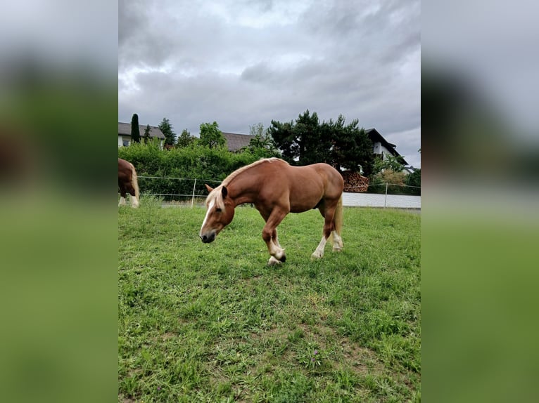 Zuidduits Koudbloed Ruin 4 Jaar 167 cm Vos in Hüttenberg