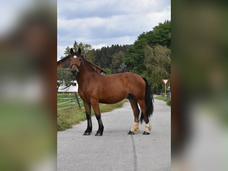 Zuidduits Koudbloed Ruin 4 Jaar 168 cm Bruin in Arnstorf
