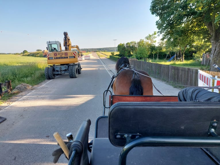Zuidduits Koudbloed Ruin 5 Jaar 168 cm Bruin in Herrieden