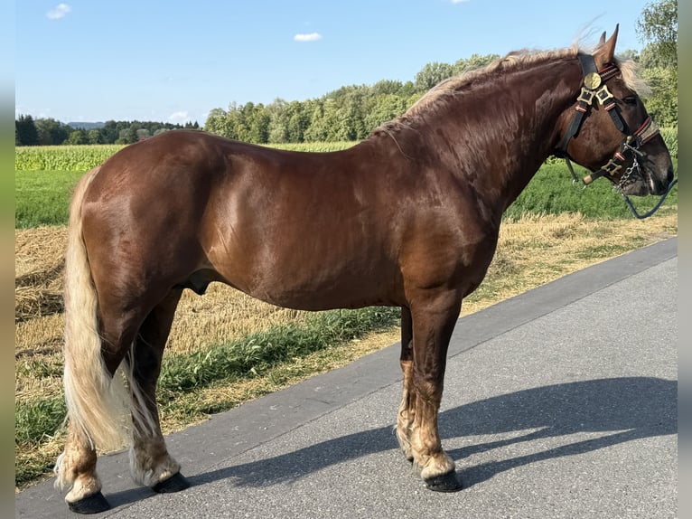 Zuidduits Koudbloed Ruin 5 Jaar 172 cm Donkere-vos in Riedlingen