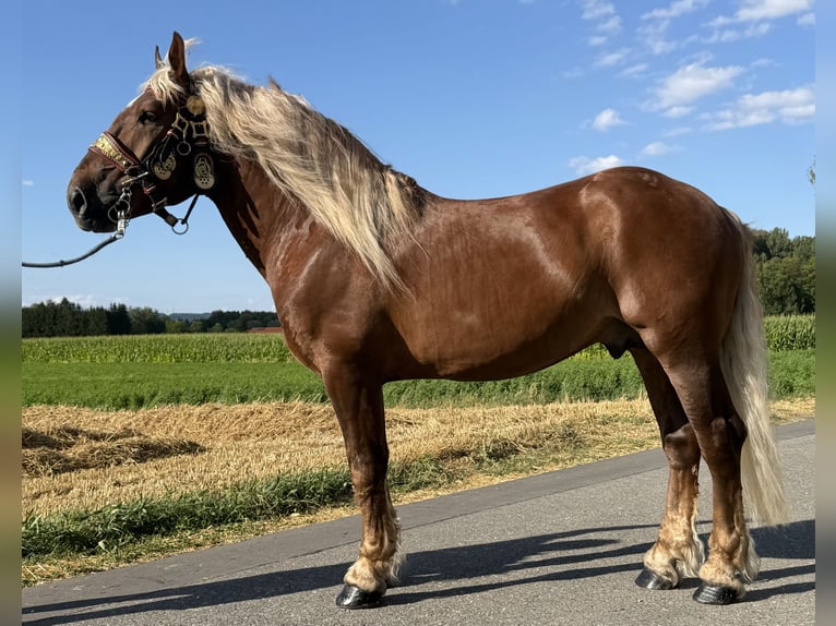 Zuidduits Koudbloed Ruin 5 Jaar 172 cm Donkere-vos in Riedlingen