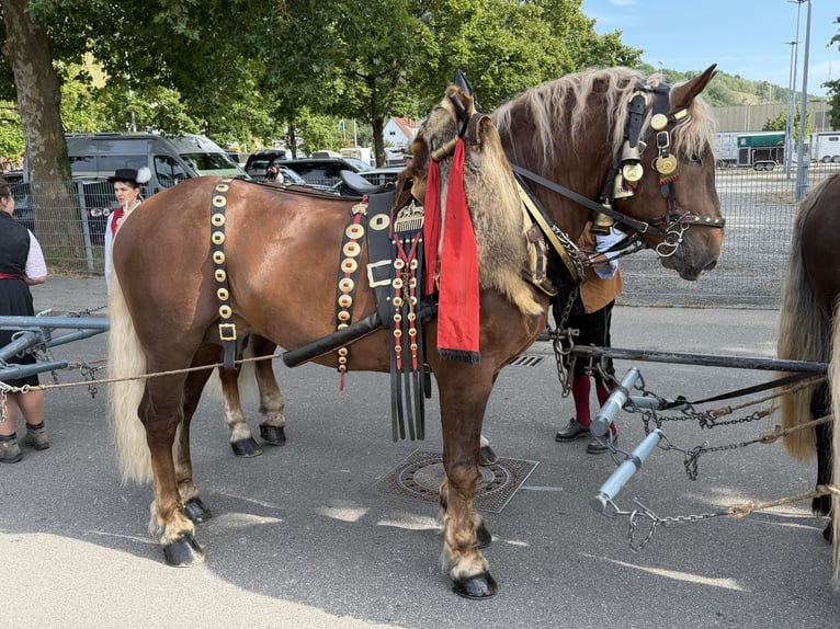 Zuidduits Koudbloed Ruin 5 Jaar 172 cm Donkere-vos in Riedlingen