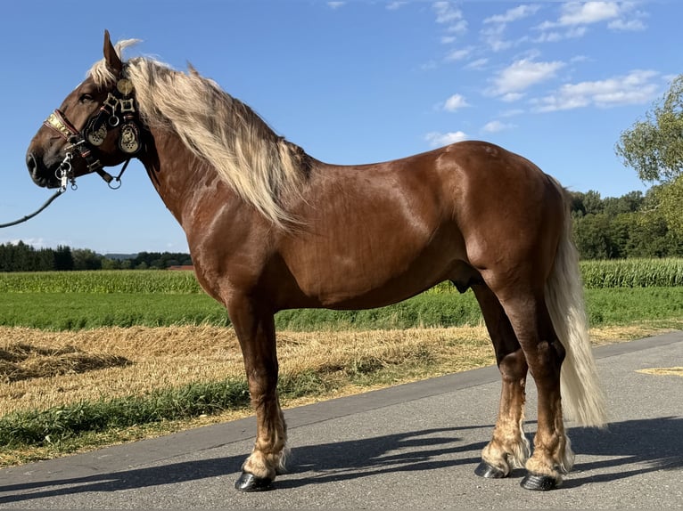 Zuidduits Koudbloed Ruin 5 Jaar 172 cm Donkere-vos in Riedlingen