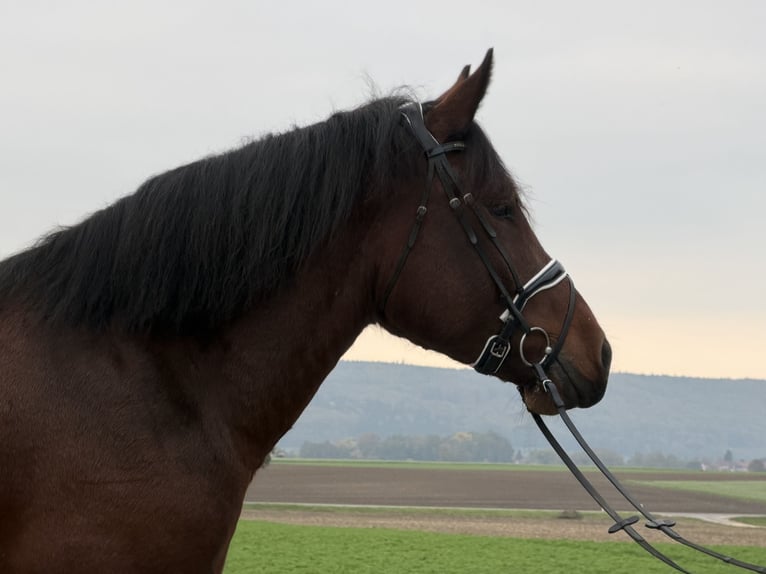 Zuidduits Koudbloed Ruin 6 Jaar 164 cm Bruin in Riedlingen