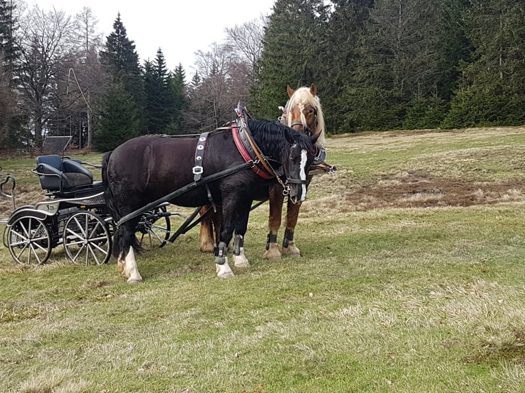 Zuidduits Koudbloed Ruin 6 Jaar 170 cm Zwart in Floh-Seligenthal