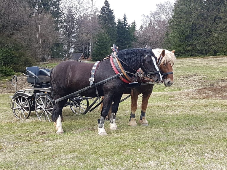 Zuidduits Koudbloed Ruin 6 Jaar 170 cm Zwart in Floh-Seligenthal