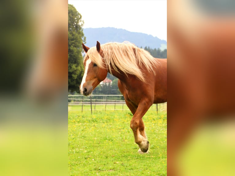 Zuidduits Koudbloed Ruin 6 Jaar 173 cm Vos in Kirchbichl