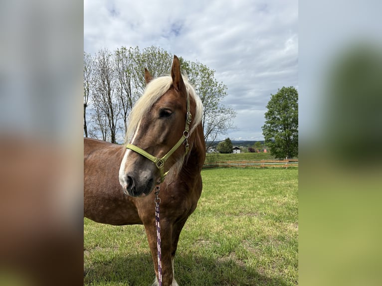 Zuidduits Koudbloed Ruin 6 Jaar Donkere-vos in KönigsdorfKönigsdorf