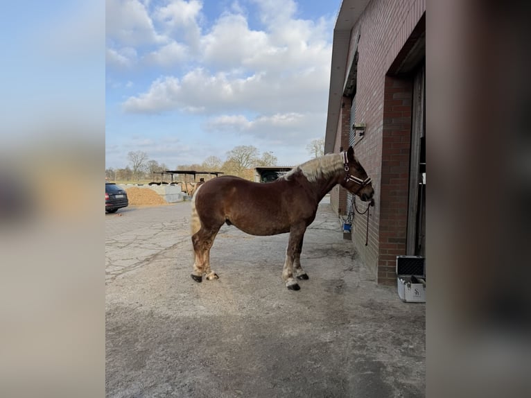 Zuidduits Koudbloed Ruin 7 Jaar 165 cm Donkere-vos in Ihlow