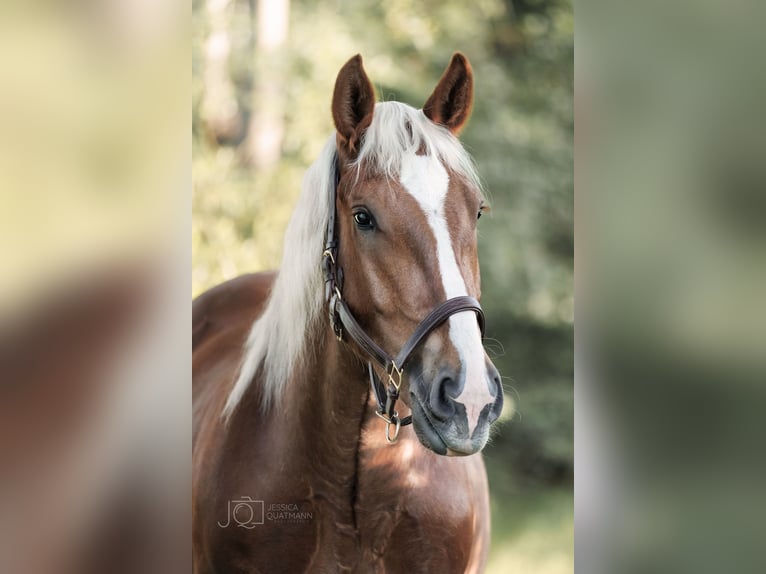Zuidduits Koudbloed Ruin 7 Jaar 165 cm Donkere-vos in Ihlow