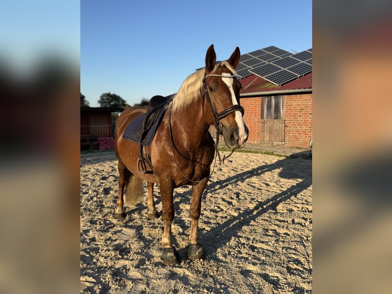 Zuidduits Koudbloed Ruin 7 Jaar 165 cm Donkere-vos in Ihlow