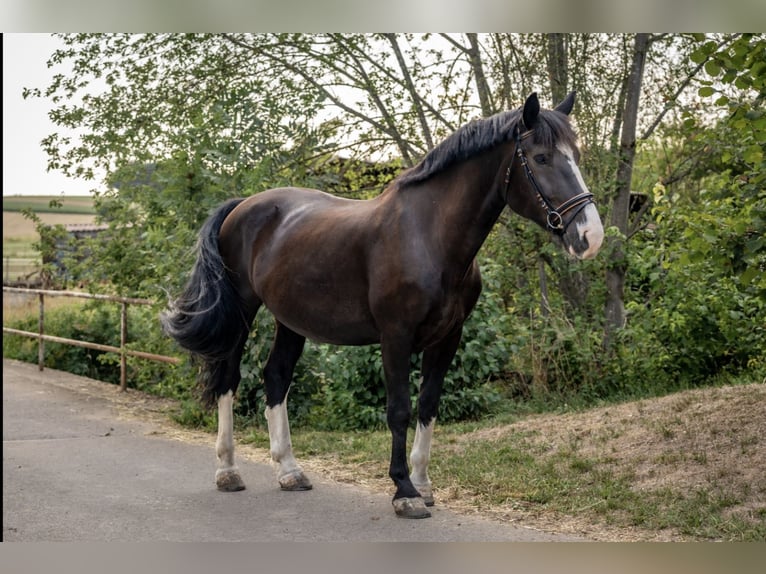 Zuidduits Koudbloed Mix Ruin 7 Jaar 167 cm Zwartbruin in Wain