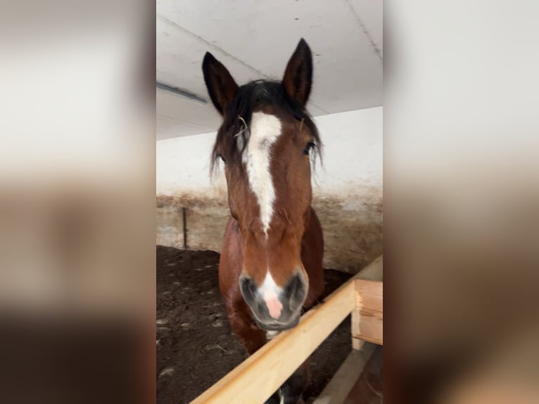 Zuidduits Koudbloed Ruin 7 Jaar 169 cm Bruin in PischelsdorfBärndorf