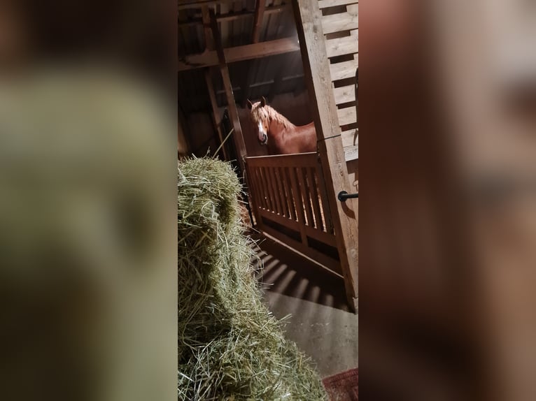 Zuidduits Koudbloed Ruin 8 Jaar 165 cm Vos in Obermarchtal