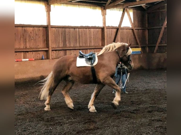 Zuidduits Koudbloed Ruin 8 Jaar 186 cm Vos in Sinntal