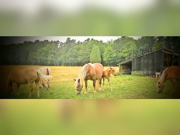 Zuidduits Koudbloed Ruin 8 Jaar 186 cm Vos in Sinntal