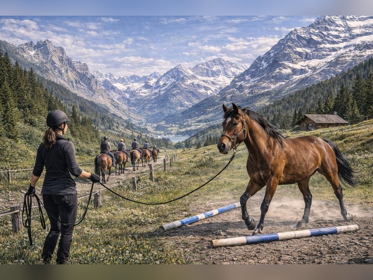 Zusammenarbeit gesucht – Ausbildung & Nutzung im Sommer (kein Verkauf)