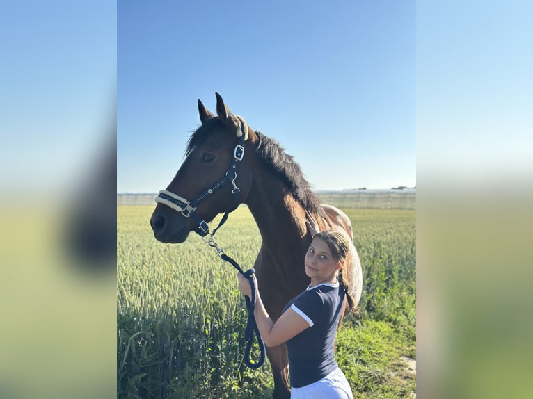 Zuverlässige Reitbeteiligung gesucht