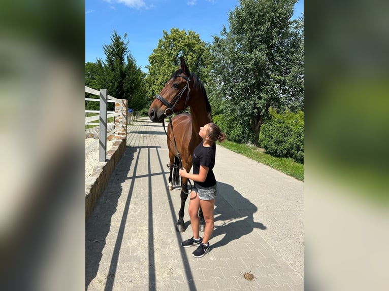 Zuverlässige Reitbeteiligung gesucht