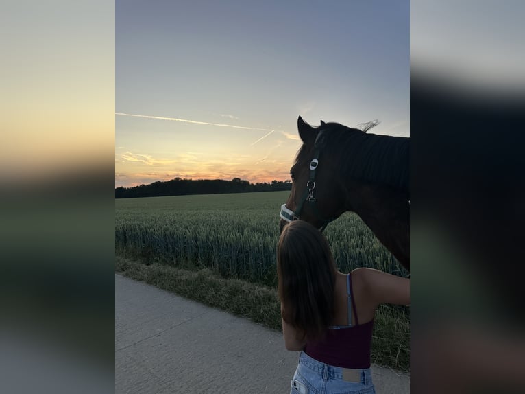 Zuverlässige Reitbeteiligung gesucht