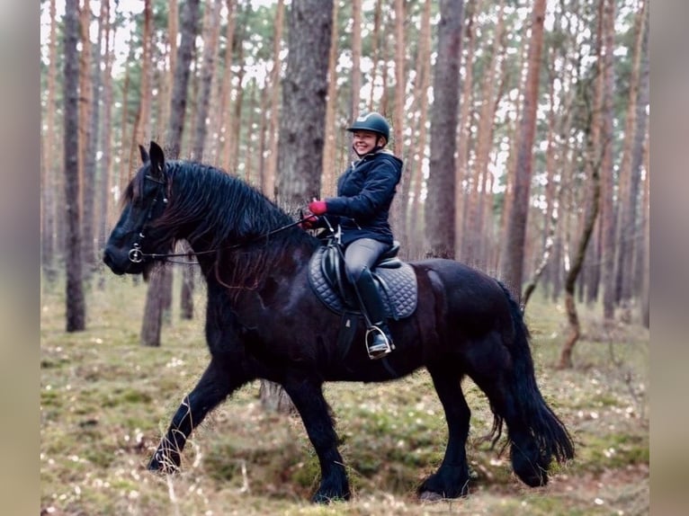 Zuverlässige Reitbeteiligung sucht Freizeitpferd/ RB gesucht