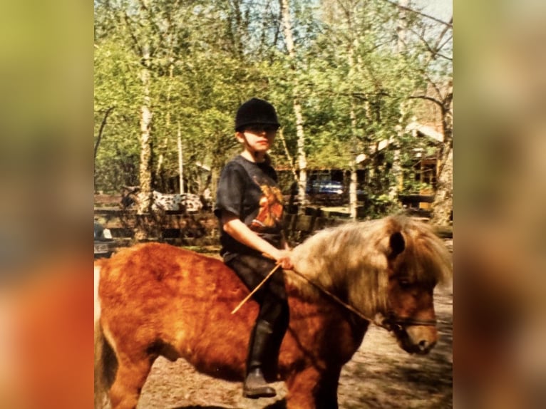Zuverlässige Reitbeteiligung sucht Freizeitpferd/ RB gesucht