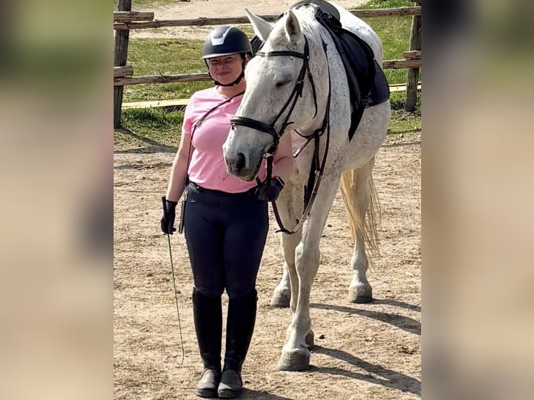 Zuverlässige Reitbeteiligung sucht Freizeitpferd/ RB gesucht