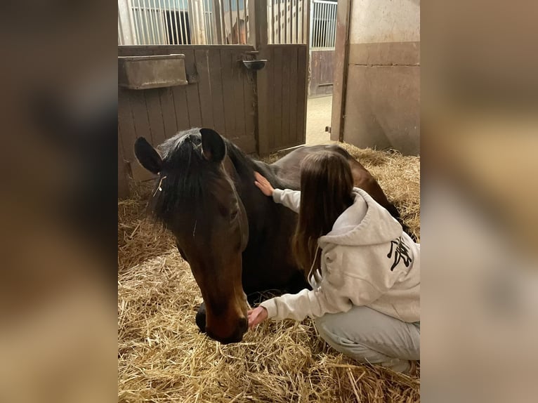 Zuverlässige Reitbeteiligung sucht Herzenspferd (MsP)