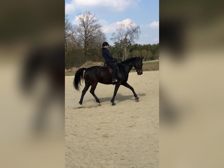 Zuverlässige Reitbeteiligung sucht Herzenspferd 