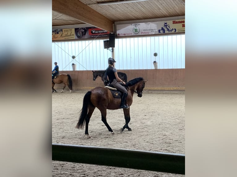 Zuverlässige Reitbeteiligung sucht Pferd