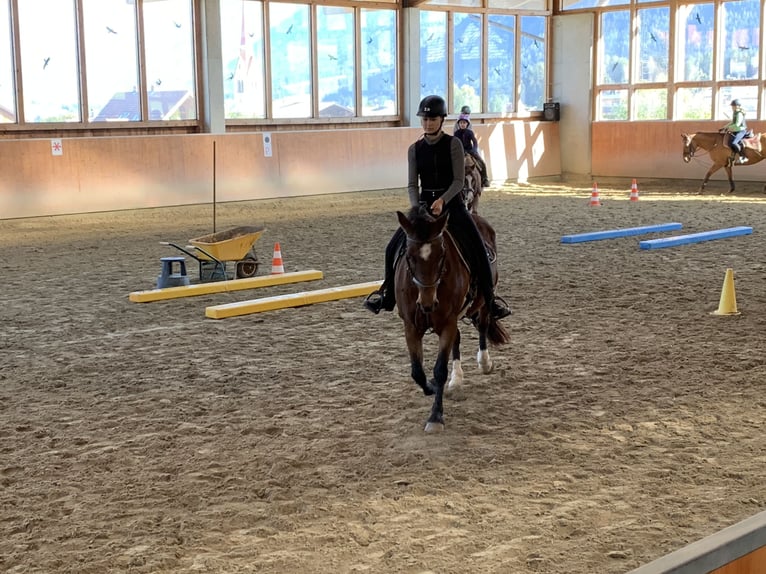 Zuverlässige Reitbeteiligung sucht Pferd
