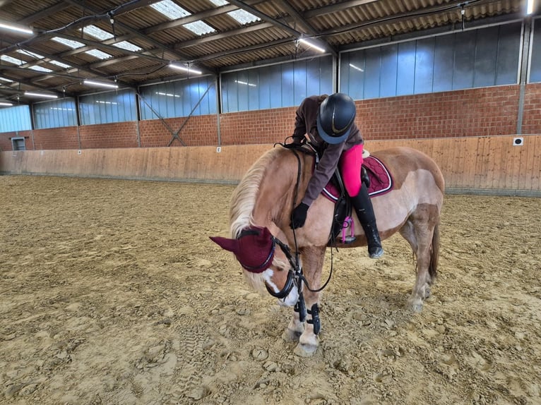 Zuverlässige Reitbeteiligung sucht Pferd 