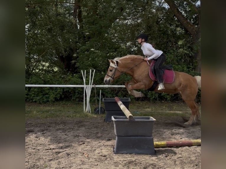 Zuverlässige Reiterin (14) sucht Reitbeteiligung 🐴