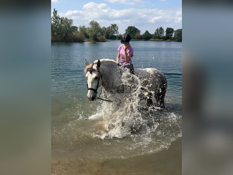 Zuverlässige Reiterin (14) sucht Reitbeteiligung 🐴