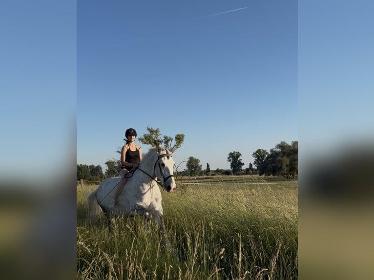 Zuverlässige Reiterin (14) sucht Reitbeteiligung 🐴