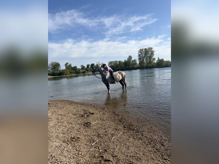 Zuverlässige Reiterin (14) sucht Reitbeteiligung 🐴