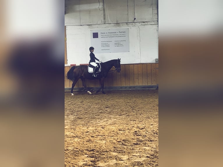 Zuverlässige Reiterin (14) sucht Reitbeteiligung 🐴