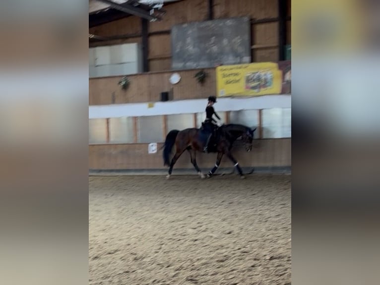 Zuverlässige Reiterin (14) sucht Reitbeteiligung 🐴