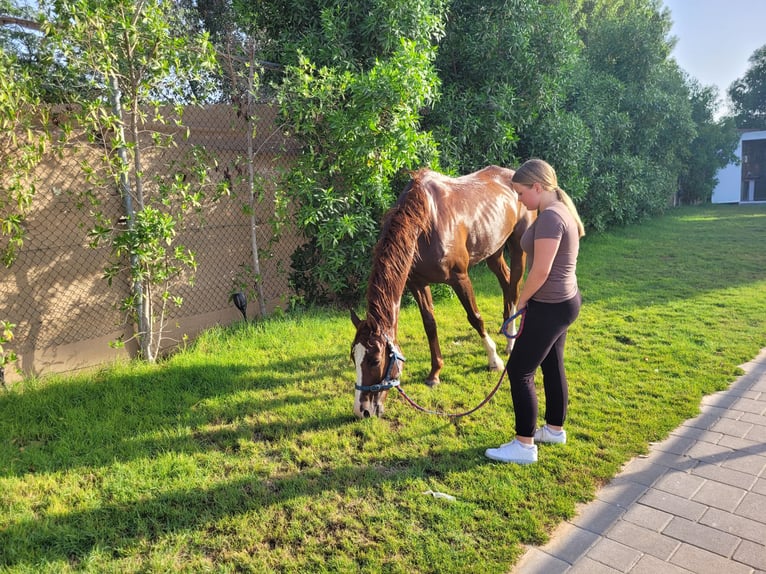 Zuverlässige Reiterin (16) sucht braves Pony/Pferd zur Verfügung Zuverlässige Reiterin (16) sucht braves Pony/Pferd zur Verfügung