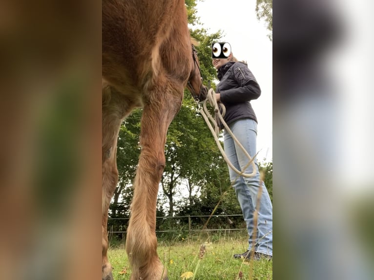 Zuverlässige Reiterin auf der Suche nach einem Pferd/Pony  zum gemeinsamen Wachsen