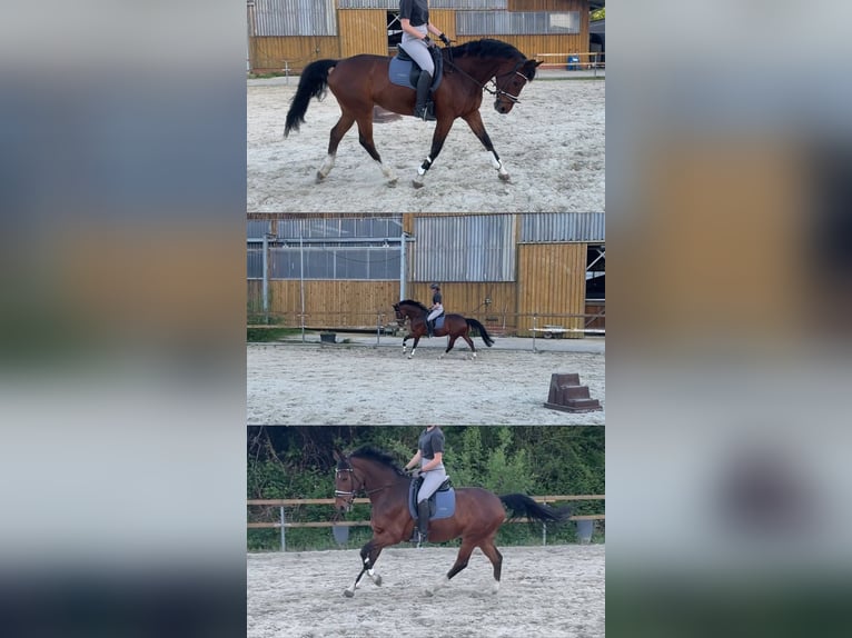 Zuverlässige Reiterin sucht Partner