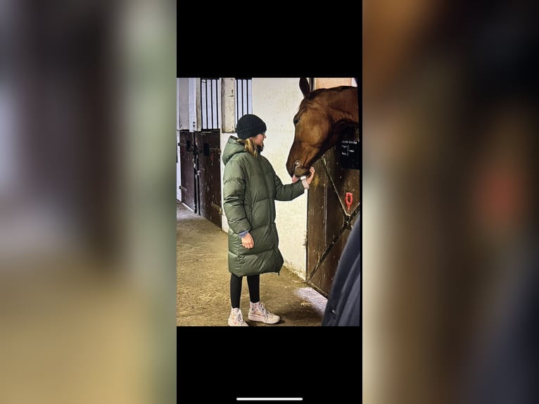 Zuverlässige Reiterin sucht Pferd