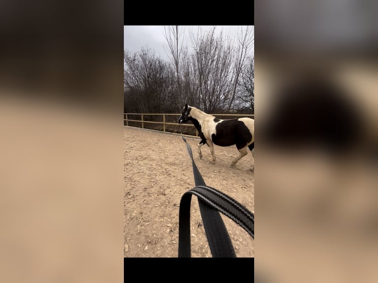 Zuverlässige Reiterin sucht Pferd