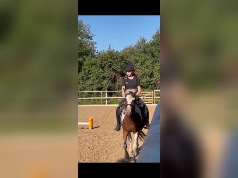 Zuverlässige Reiterin sucht Pferd
