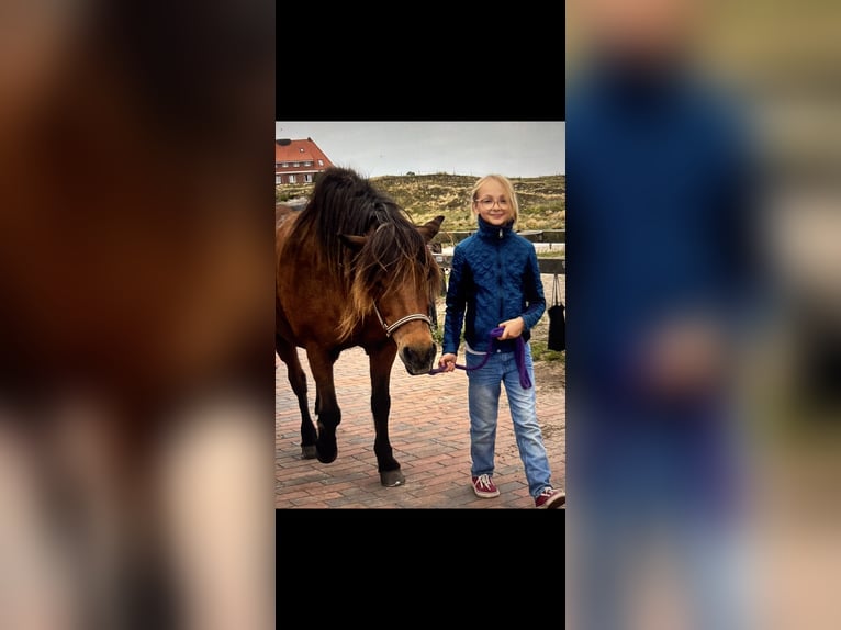 Zuverlässige Reiterin sucht Pferd
