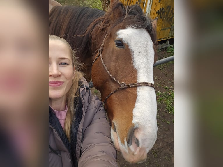 Zuverlässige Reiterin sucht RB-Pferd (MsP)