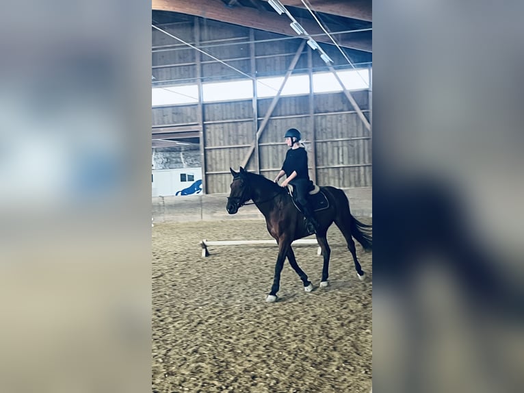 Zuverlässige Reiterin sucht Reitbeteiligung (1–2x pro Woche)