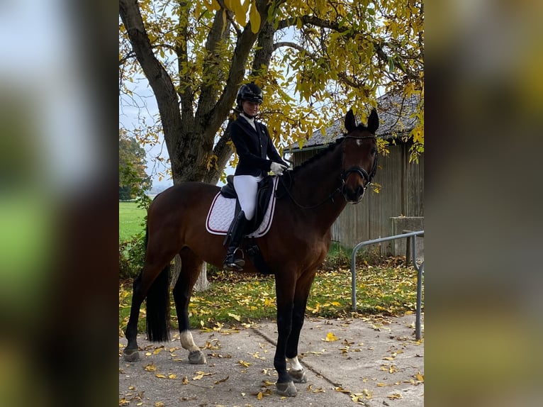 Zuverlässige Reiterin sucht Reitbeteiligung