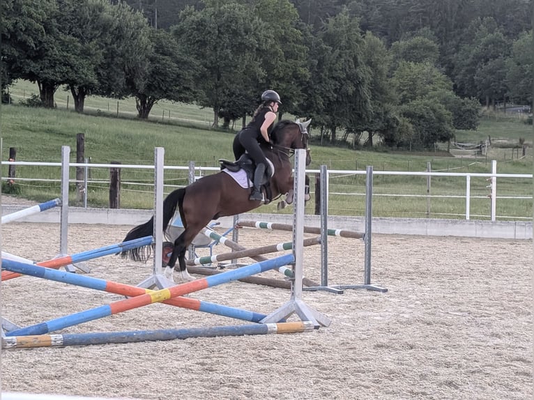 Zuverlässige Reiterin sucht Reitbeteiligung